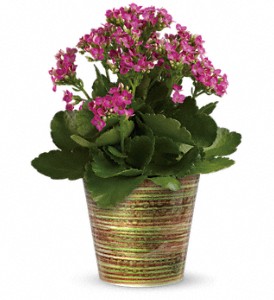 Kalanchoe