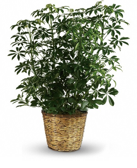 Arboricola (Schefflera)