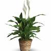 Peace Lily