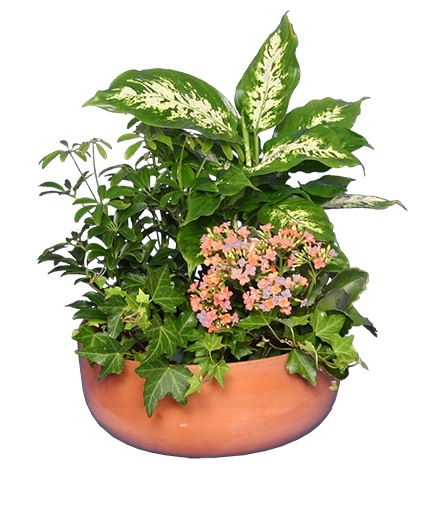 Verdant Vista Garden